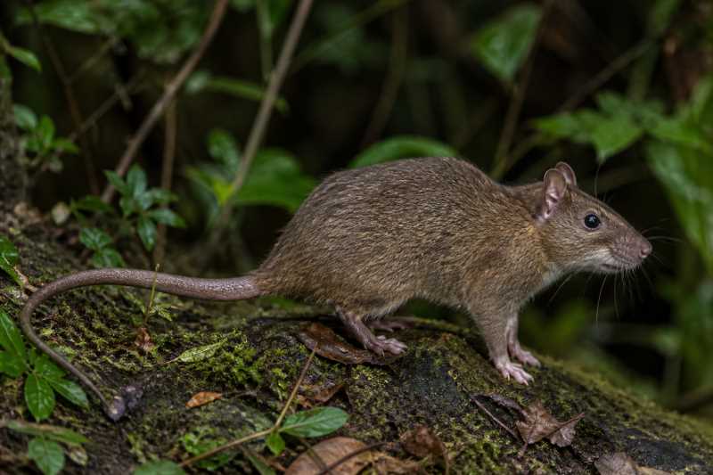 Image of a Drab Atlantic Tree-rat in its natural habitat