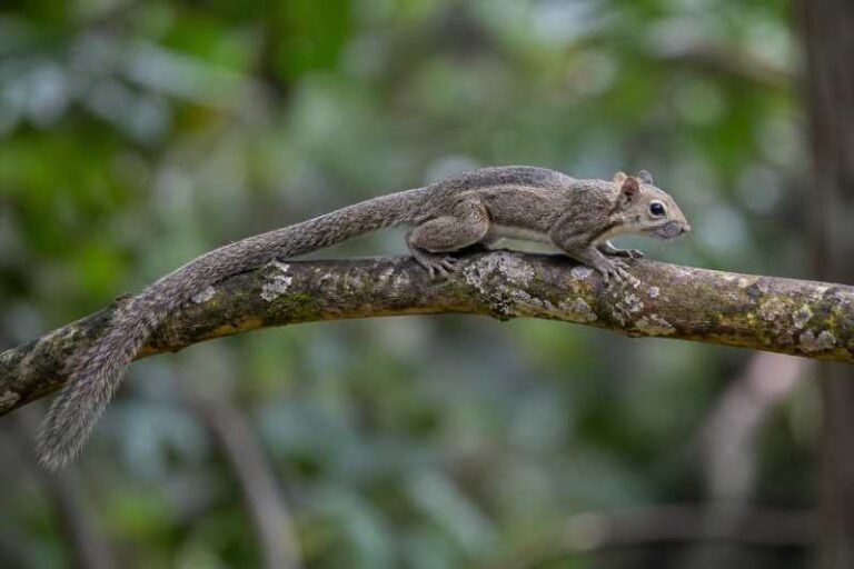 Image of a Du Chaillu's Rope Squirrel in its natural habitat