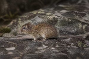 Image of a Dubost's Bristly Mouse in its natural habitat