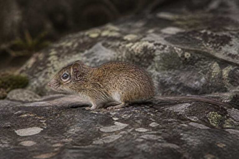 Image of a Dubost's Bristly Mouse in its natural habitat