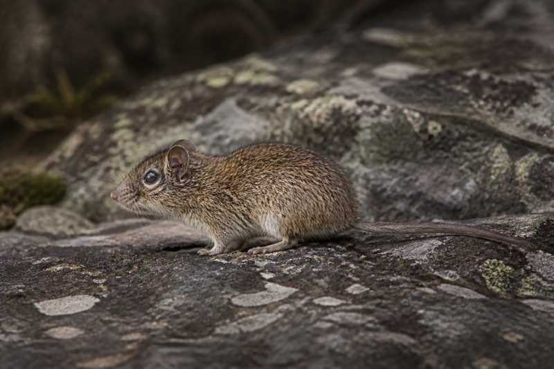 Image of a Dubost's Bristly Mouse in its natural habitat