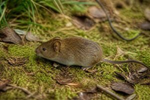 Image of a Duke of Bedford's Vole in its natural habitat