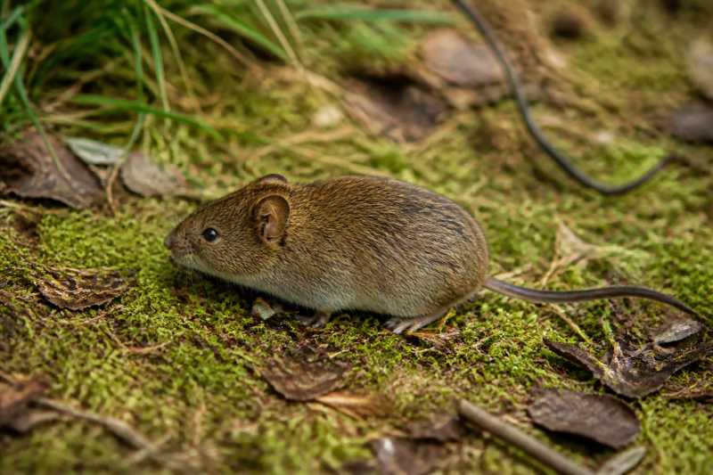 Image of a Duke of Bedford's Vole in its natural habitat