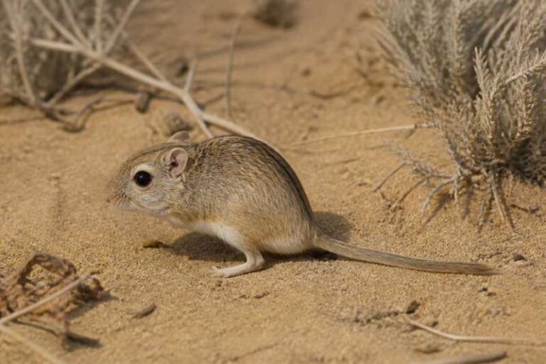 Image of a Dune Gerbil Mouse in its natural habitat