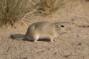 Image of a Dune Tuco-tuco in its natural habitat