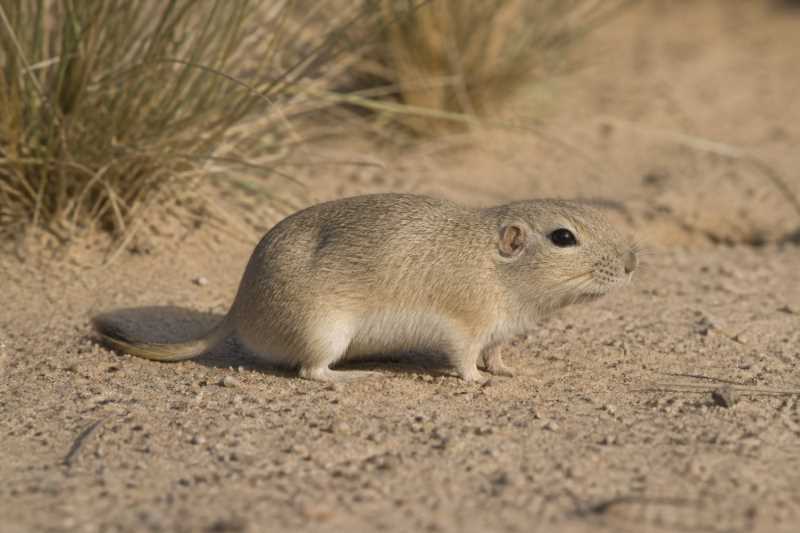Image of a Dune Tuco-tuco in its natural habitat
