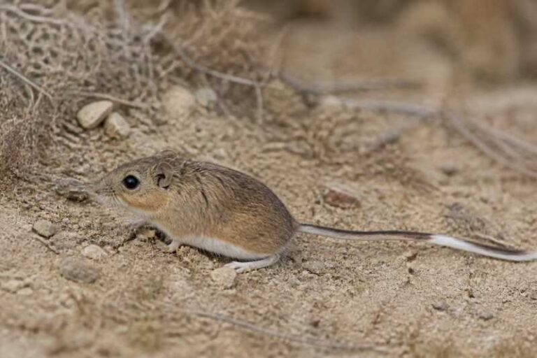 Image of a Durango Coarse-haired Pocket Mouse in its natural habitat