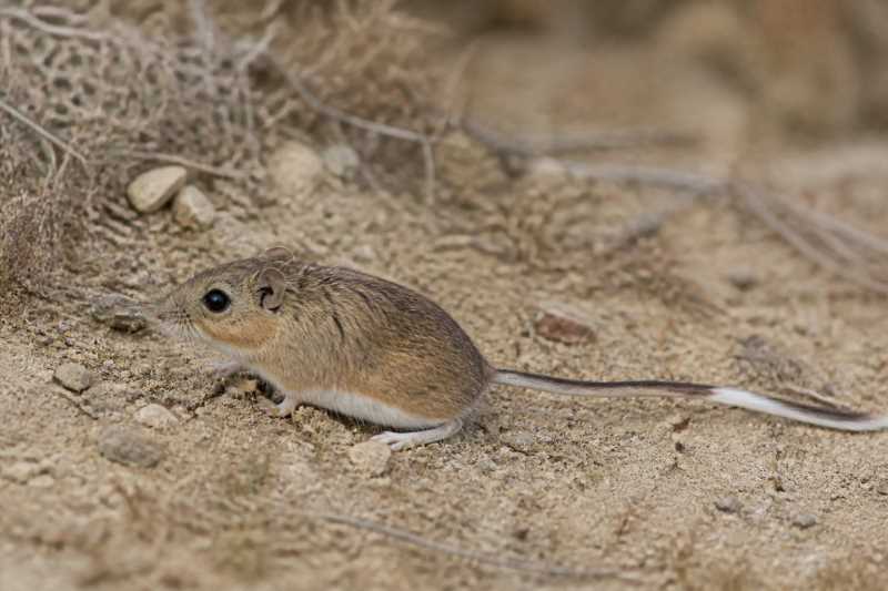 Image of a Durango Coarse-haired Pocket Mouse in its natural habitat