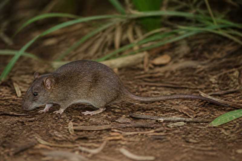 Image of a Dusky Rice Rat in its natural habitat