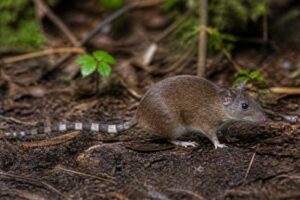 Image of a Dusky Seram Mosaic-tailed Rat in its natural habitat