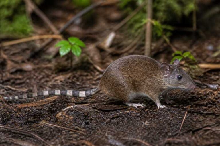 Image of a Dusky Seram Mosaic-tailed Rat in its natural habitat