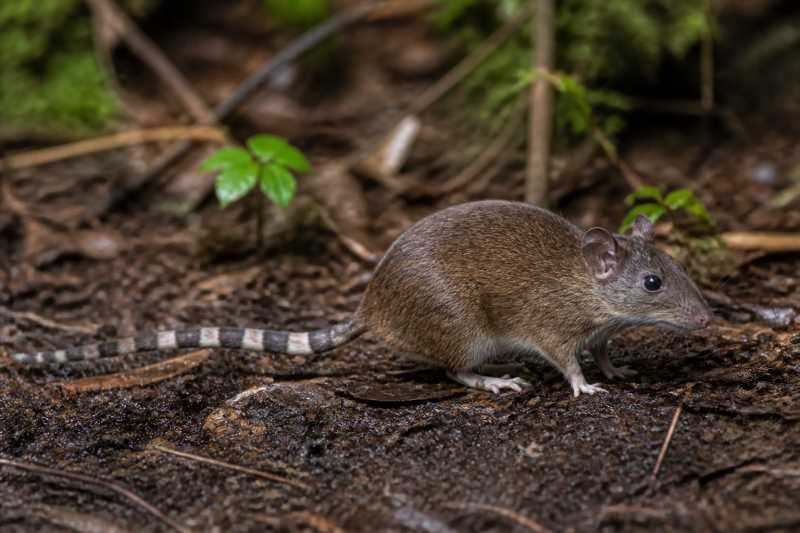 Image of a Dusky Seram Mosaic-tailed Rat in its natural habitat