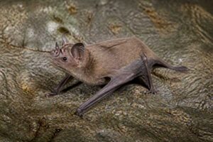 Image of a Dusky Tube-nosed Bat in its natural habitat