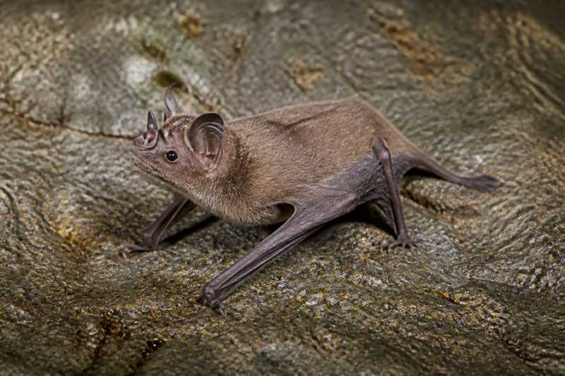 Image of a Dusky Tube-nosed Bat in its natural habitat