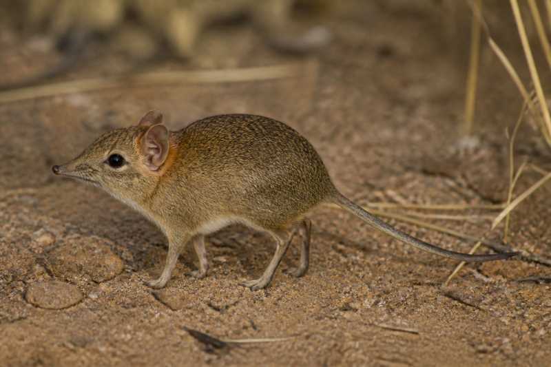 Image of a Dusky-footed Sengi in its natural habitat