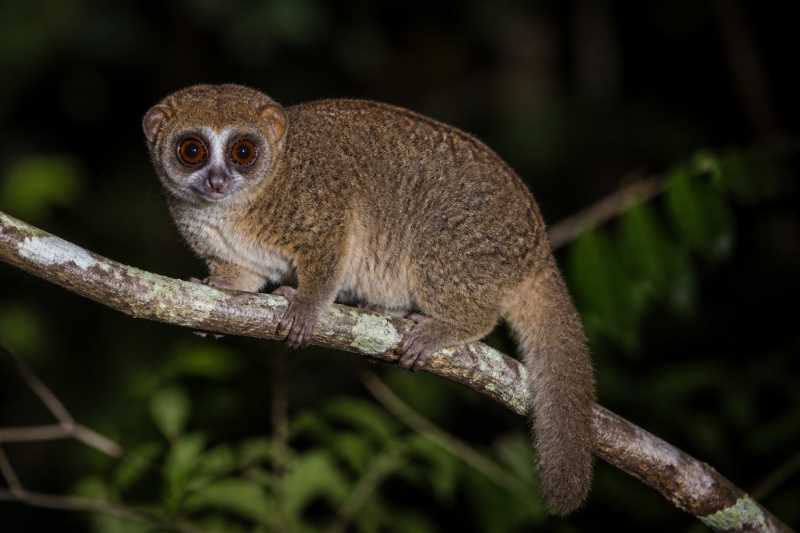 Image of a East African Potto in its natural habitat