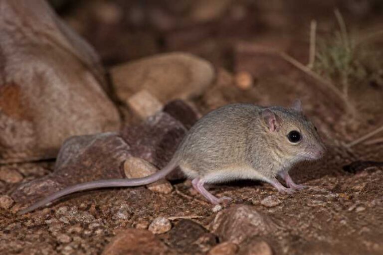 Image of a East African Pouched Mouse in its natural habitat