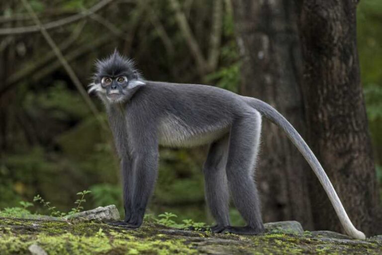 Image of a East Javan Langur in its natural habitat