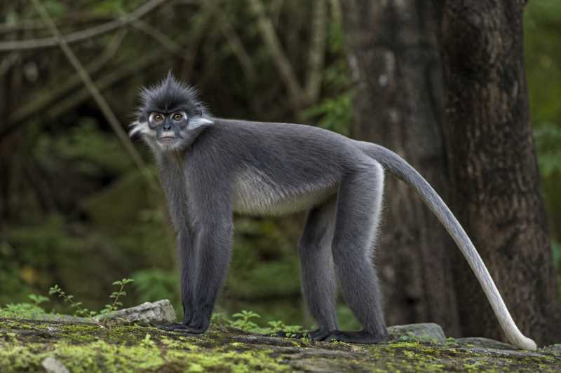 Image of a East Javan Langur in its natural habitat