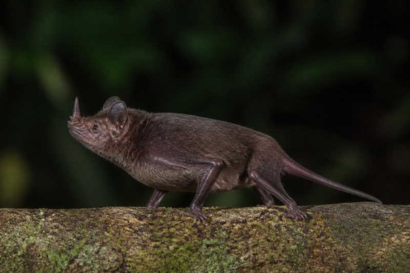 Image of a Eastern Antillean Single-leaf Bat in its natural habitat