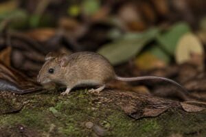 Image of a Eastern Arc Wood Mouse in its natural habitat