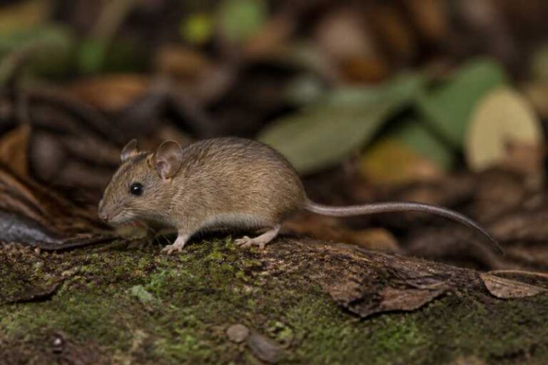Image of a Eastern Arc Wood Mouse in its natural habitat