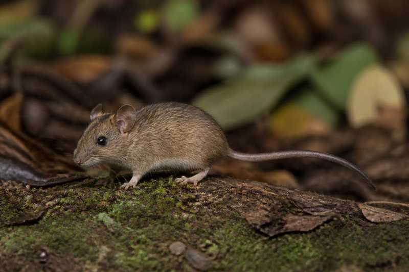 Image of a Eastern Arc Wood Mouse in its natural habitat