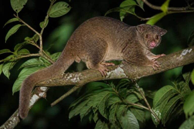 Image of a Eastern Common Cuscus in its natural habitat