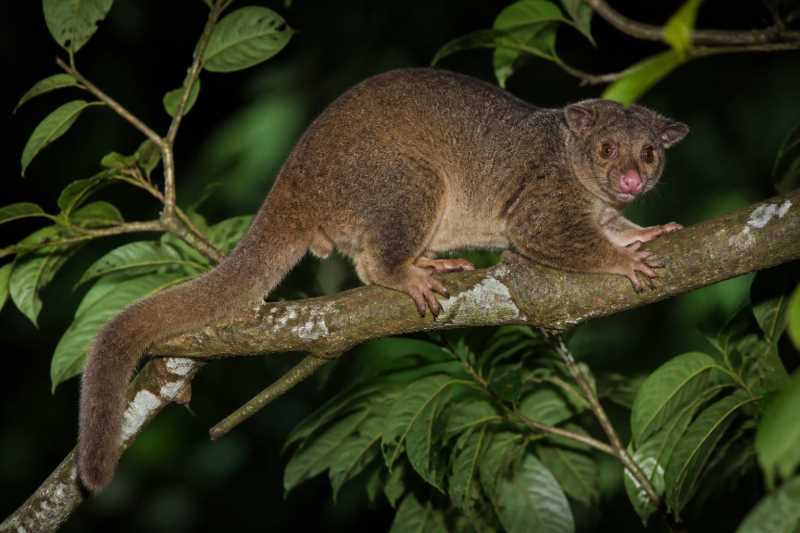Image of a Eastern Common Cuscus in its natural habitat