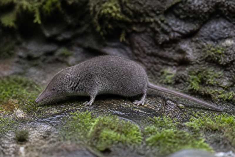 Image of a Eastern Cordillera Small-eared Shrew in its natural habitat