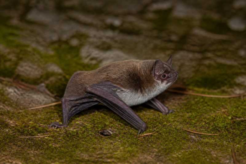 Image of a Eastern Forest Bat in its natural habitat