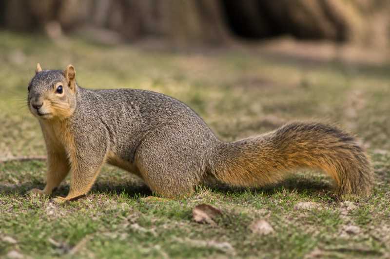 Image of a Eastern Fox Squirrel in its natural habitat