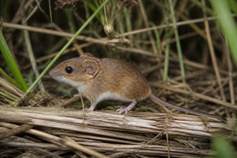 Image of a Eastern Harvest Mouse in its natural habitat