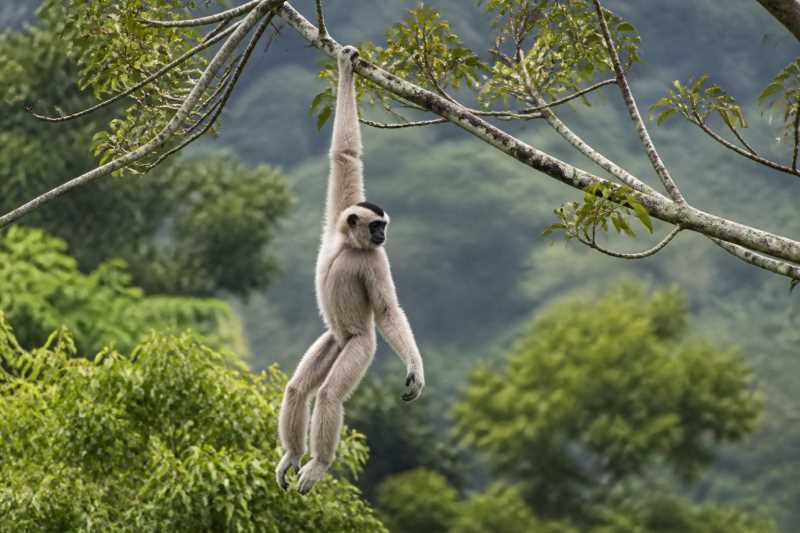 Image of a Eastern Hoolock Gibbon in its natural habitat