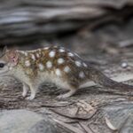 Image of a Eastern Long-nosed Dasyure in its natural habitat