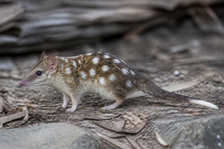 Image of a Eastern Long-nosed Dasyure in its natural habitat