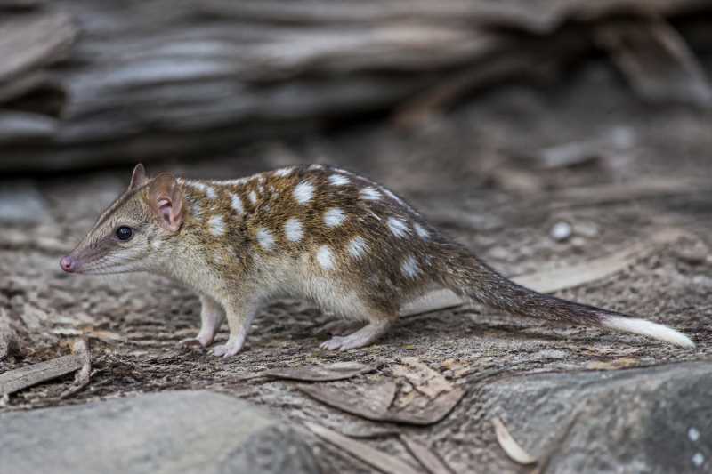 Image of a Eastern Long-nosed Dasyure in its natural habitat