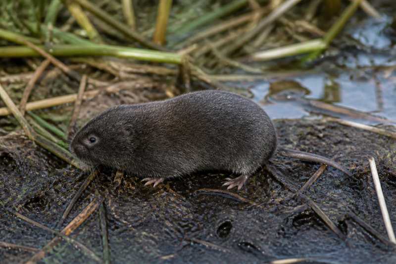 Image of a Eastern Mole Vole in its natural habitat