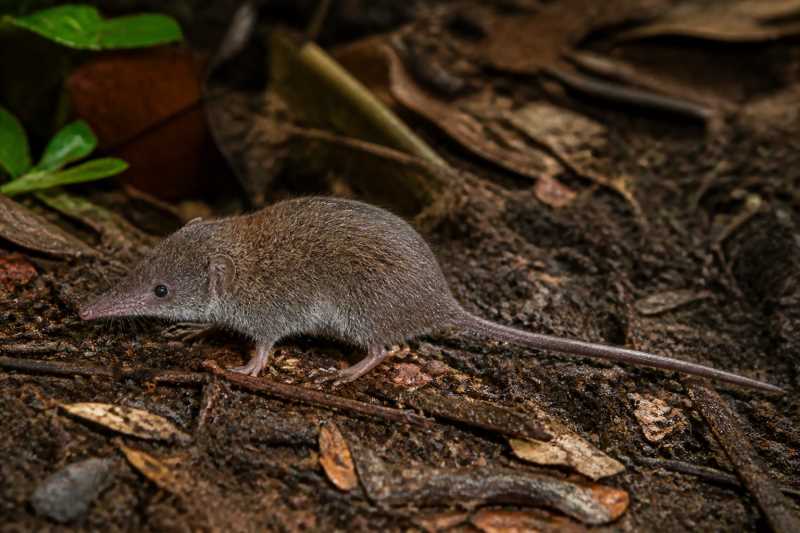 Image of a Eastern New Guinea Shrew Mouse in its natural habitat