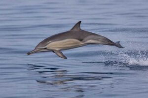 Image of a Eastern Pacific Long-beaked Common Dolphin in its natural habitat