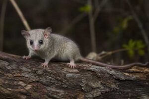 Image of a Eastern Pygmy Possum in its natural habitat