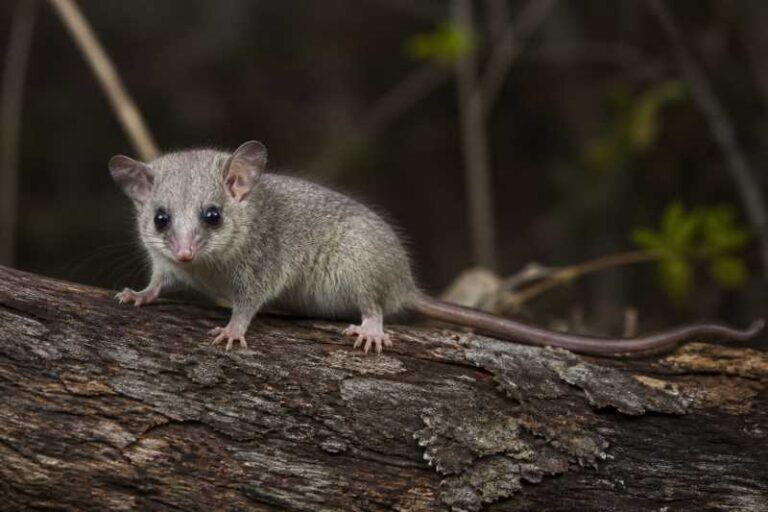 Image of a Eastern Pygmy Possum in its natural habitat