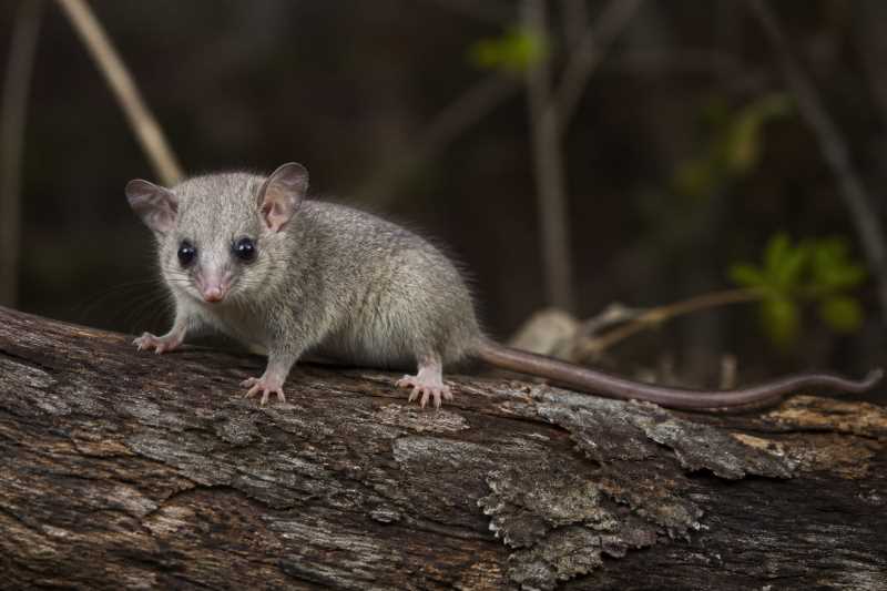 Image of a Eastern Pygmy Possum in its natural habitat