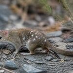 Image of a Eastern Short-furred Dasyure in its natural habitat