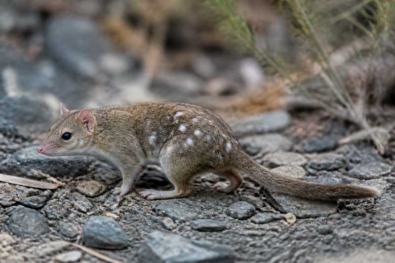 Image of a Eastern Short-furred Dasyure in its natural habitat