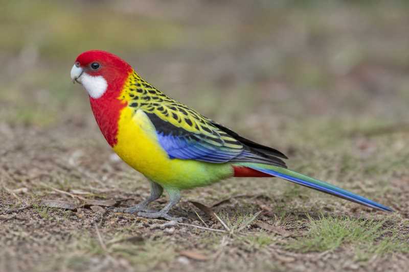 Image of a Eastern Rosella in its natural habitat