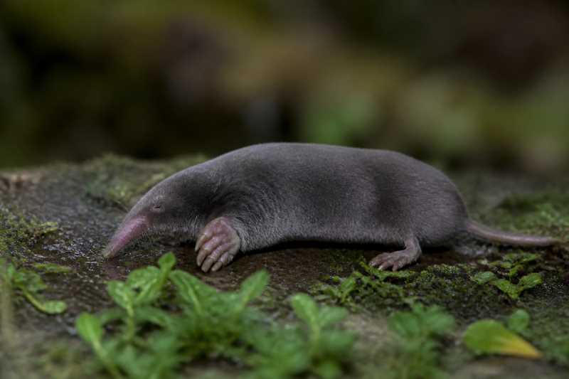 Image of a Echigo Mole in its natural habitat