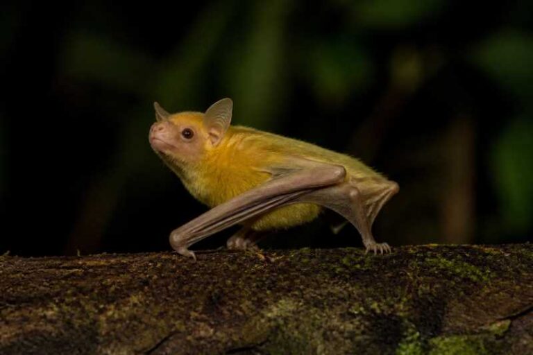 Image of a Ecuadorian Little Yellow Bat in its natural habitat