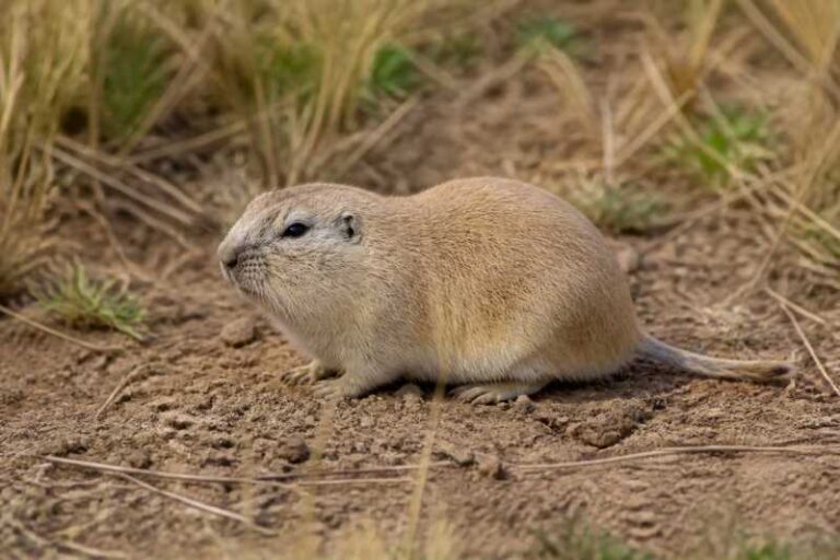 Image of a Eileen's Tuco-tuco in its natural habitat