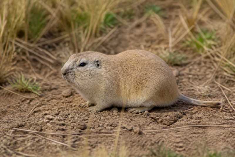 Image of a Eileen's Tuco-tuco in its natural habitat